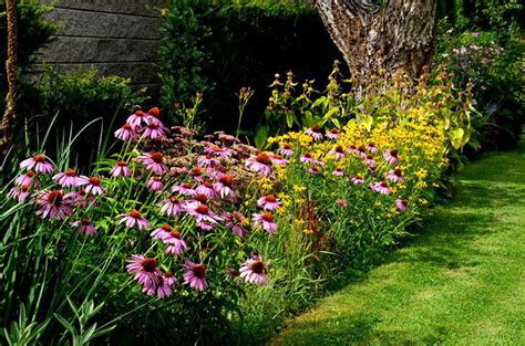 do cone flowers spread