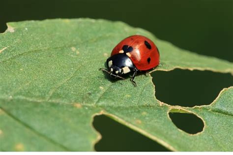 do ladybugs eat flowers