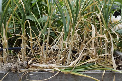 Do You Harvest Garlic Before or After It Flowers: A Detailed Exploration with Multiple Perspectives