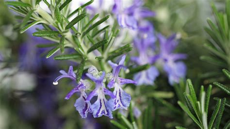 Does Rosemary Have Purple Flowers? An In-Depth Exploration of the Botanical World