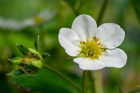 should i pinch off strawberry flowers