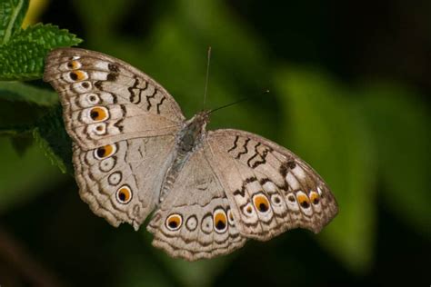 what animals eat flowers at night: the moonlit ballet of nocturnal pollinators