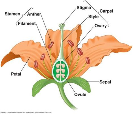 What is the Study of Flowers Called, and How Does It Intersect with Art and Human Emotion?